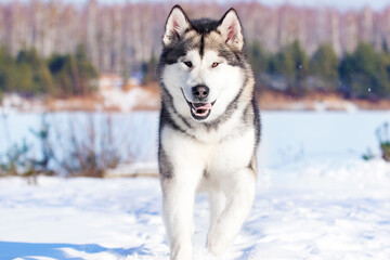 Naklejka premium malamute dog running in winter