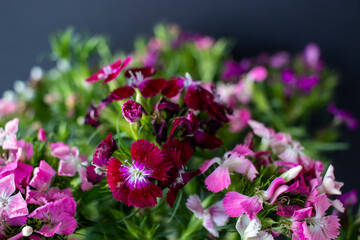 bunch of sweet lily (sweet william) flower, close-up, black background