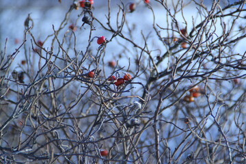 winter bush