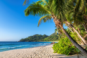 Fototapeta na wymiar Beautiful beach at sunset with palm trees and turquoise sea in Jamaica island. 
