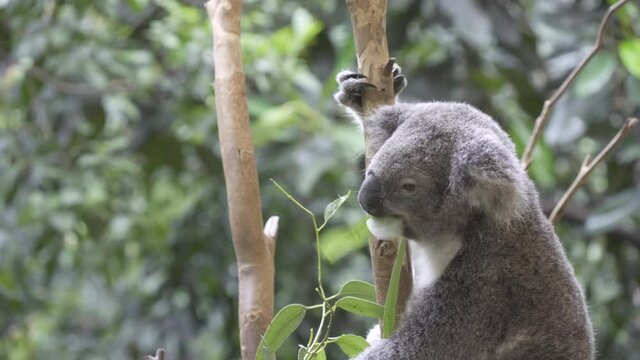 close side view of a koala feeding on gum leaves at blackbutt nature reserve in newcastle, australia