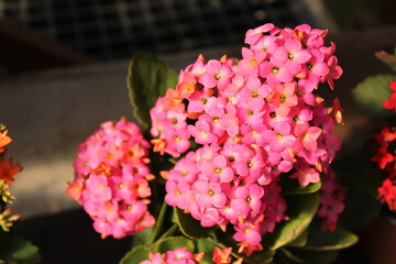 pink and white flower