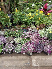 Photo Plant and Flower Seller