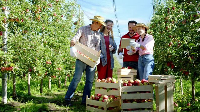 At the end of the day in the middle of apple orchard farmer family take a digital tablet to make some pictures with wooden basket of apples. Shot on ARRI Alexa Mini.