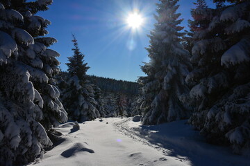 Snow covered trees in winter forest and blue sky. Czech mountains