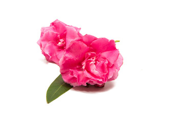 pink oleander flower isolated