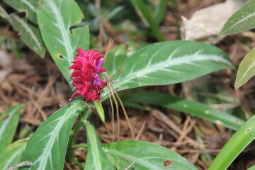 butterfly on a flower