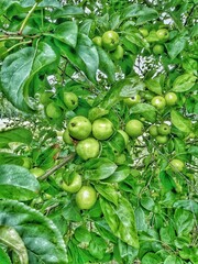 green peas in the garden