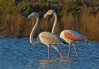 pink flamingos in the water - 408266381