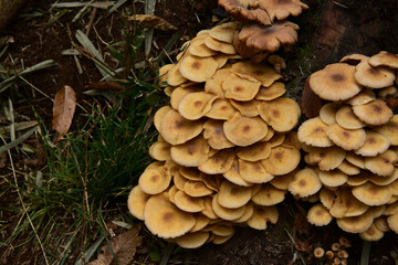 秋の森にひっそりと生えるいろいろなキノコ