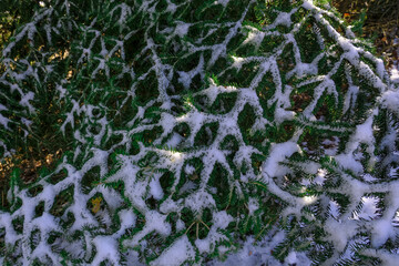 Fir tree branches covered with snow in sunlight close-up. Top view. natural background