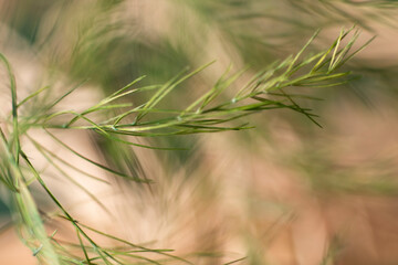 coniferous pine tree, macro photo. natural background. 