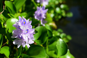 水辺にさく孔雀の羽の模様の花
