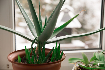 Young Aloe vera sprouts, Growing Aloe vera, a healthy plant used for medicine, Cosmetics, skin care, decoration. Soft Focus