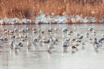 Most seagulls love spending their time near other similar animals such as gooses, storks, and pigeons. You find them in large bird groups that live close to beaches, lakes, and oceans.