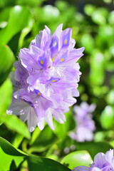 水辺にさく孔雀の羽の模様の花