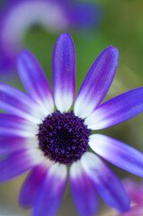 close up of purple senetti flower