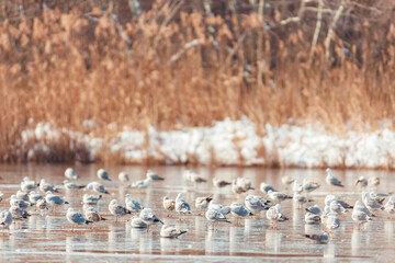 Most seagulls love spending their time near other similar animals such as gooses, storks, and pigeons. You find them in large bird groups that live close to beaches, lakes, and oceans.