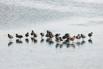 Most seagulls love spending their time near other similar animals such as gooses, storks, and pigeons. You find them in large bird groups that live close to beaches, lakes, and oceans.