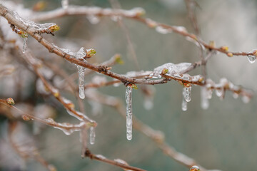 Spring bright background with icicles on branch of tree