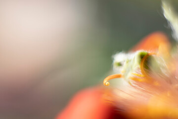 background of yellow, leaf of a gerbera flower