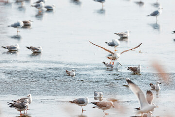 Seagulls usually live in larger wild bird groups. Their feathers are colored in brown or white colors. Blue surface of water highly contrasts seagulls feathers, creating amazing wildlife scenes.