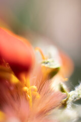 background of yellow, leaf of a gerbera flower