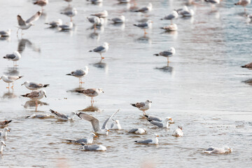 Near sandy beaches, seashores, and lakes you will always find plenty of seagulls. They individually hunt their food by floating on water surface and attacking smaller animals, usually sea animals.
