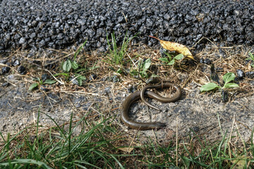 Crushed legless lizard slow worm (Anguis Fragilis) on the roadside. The death of animals on the roads.