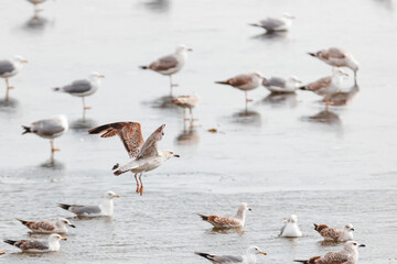 Gulls are amazing ocassion for bird enthuziasts to get closeup view of astonishing bird groups. Beautifully-colored feathers form up a mirifical wildlife landscape contrasting blue water surface.
