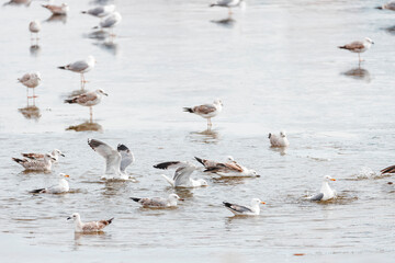 Wild birds spend their life near seashores and sandy beaches hunting food and defending predators....