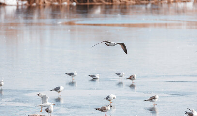 Gulls are amazing ocassion for bird enthuziasts to get closeup view of astonishing bird groups. Beautifully-colored feathers form up a mirifical wildlife landscape contrasting blue water surface.