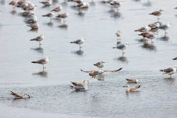 Pigeons fly over sea surface and lakes hunting food. Bird groups rest on calm surface of water to rest powerful wings. Beautifully-colored feathers look astonishing in contrast with blue water.