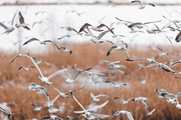 Groups of birds can be found flying over lakes, rivers, and oceans. Tourists spending their time outdoors on beach or near lake shores can observe flying birds from a closeup point of view.