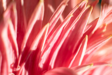 The inner leaves of the gerbera flower were photographed very close with macro technique. the texture of the plant is highlighted