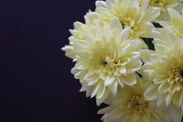 yellow chrysanthemum flowers