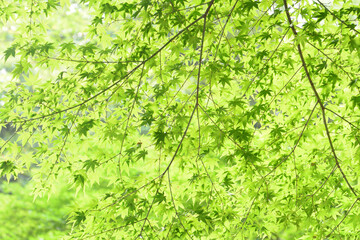 一面の新緑のもみじ
