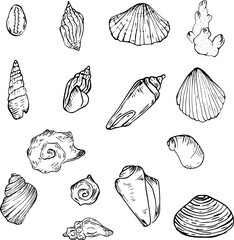 A set of sketches with different seashells. Sketch freehand drawing, black color on a white background. Editable object.