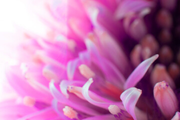 The middle part of the gerbera flower and its inner leaves are photographed in macro technique using macro technique.
