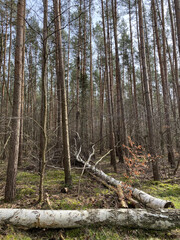 Umgefallene Bäume im Wald