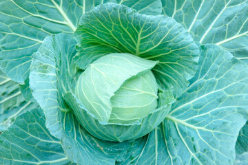 cabbage in the field