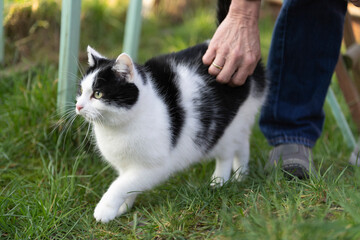 Hauskatze wird gekrault © Heidi Bollich