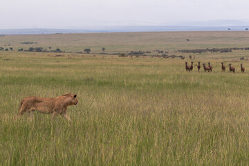 lioness stalking topi antelopes in the savannah