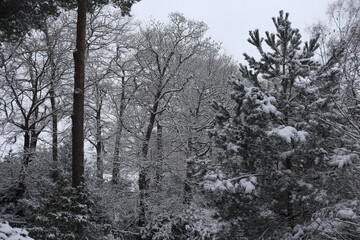 snow covered trees in winter