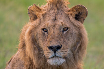 Fototapeta na wymiar portrait of beautiful male lion with fly around him