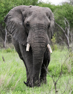 Elephant with a broken tusk is walking straight towards you at full height.
