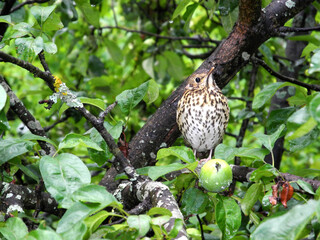 bird on a tree