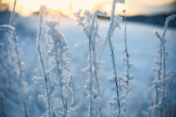 Frost