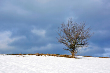 A winter landscape with an isolated tree over a dramatic sky