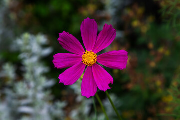 Garden cosmos (Cosmos bipinnatus), single flower